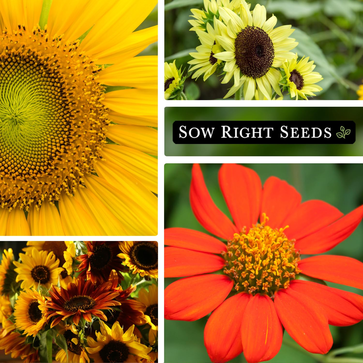Amazon.com : Sow Right Seeds - Large Sunflower Seed Collection for